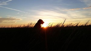 IMG_6508